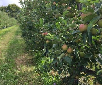 Moi/s local : dégustation de jus de fruits par Michel Hervouet