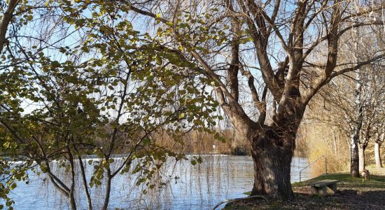 Forêt de Bois Blanc à Mornac - Angoulême Tourisme